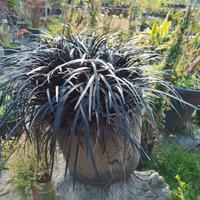 Ophiopogon Nigra