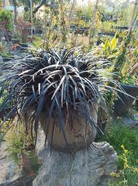 Ophiopogon Nigra