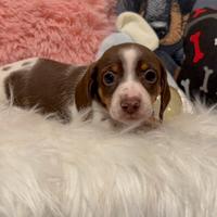 Bassotto piebald cioccolato