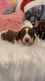 Bassotto piebald cioccolato