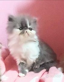 Gattino cucciolo persiano con Pedigree