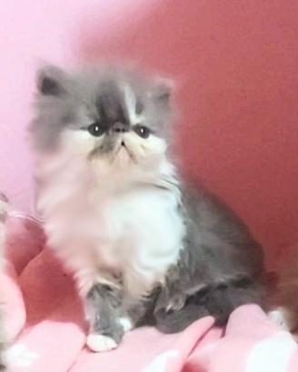 Gattino cucciolo persiano con Pedigree