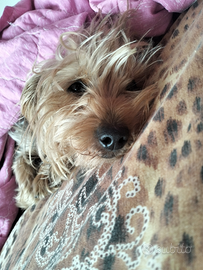 Yorkshire maschio per accoppiamento