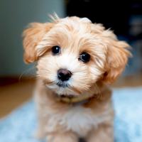 Maltipoo toy
