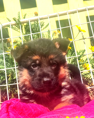 Cuccioli di Pastore Tedesco