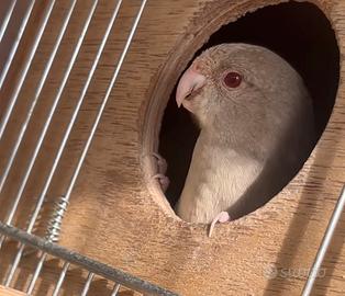 Kakariki fallow