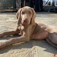 Weimaraner nati il 5.8.24