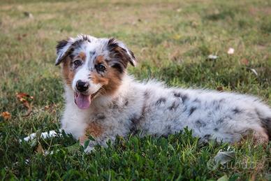 Cucciola Pastore Australiano PEDIGREE