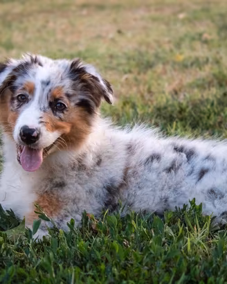 Cucciola Pastore Australiano PEDIGREE