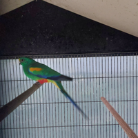 Coppia riproduttiva parrocchetto multicolore