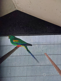 Coppia riproduttiva parrocchetto multicolore