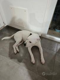 Cucciolo cane