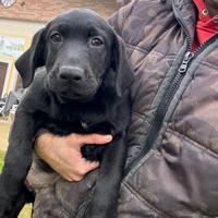 Cucciolo di labrador nero