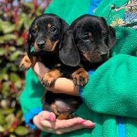 Cuccioli di Bassotto Tedesco