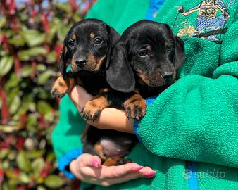 Cuccioli di Bassotto Tedesco