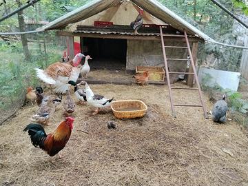 Galline, faraone e anatre