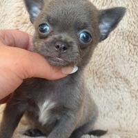 Chihuahua