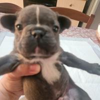Bulldog francese blu
