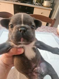Bulldog francese blu