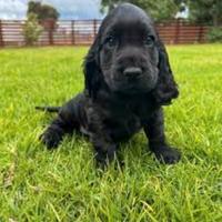 Cocker Spaniel neri maschietti