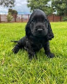 Cocker Spaniel neri maschietti