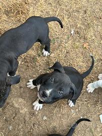 Cuccioli amstaff