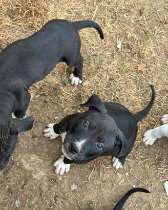 Cuccioli amstaff