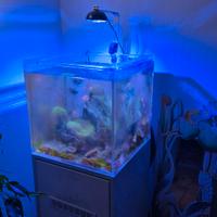 led cetus 2 acquario 