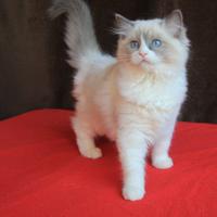 NEVEAH gattina ragdoll con pedigree