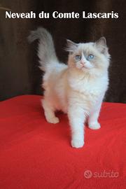 NEVEAH gattina ragdoll con pedigree