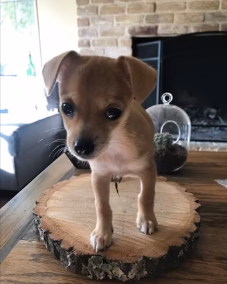 Cuccioli taglia piccola