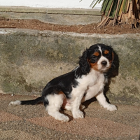 Vendo cavalier king tricolore