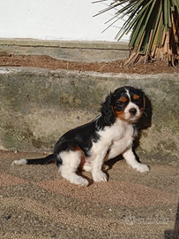 Vendo cavalier king tricolore