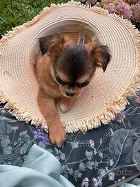 Cucciola chihuahua Malva