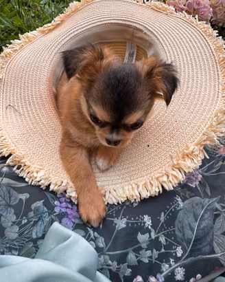 Cucciola chihuahua Malva