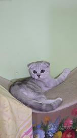 Scottish fold/straight
