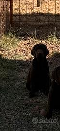 Ultimo cucciolo Labrador