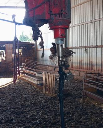 Tosatrice per pecore