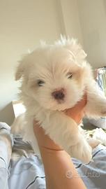 Maltese femina 45gg