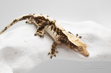 Tricolor extreme harley