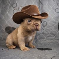 Bulldog francese esotico blu Shade cuccioli