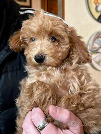 Barboncino nano 3 mesi