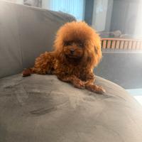 Barboncino Tea cup asiatico 17 cm per accoppiament