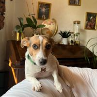 Jack Russell Terrier per accoppiamento