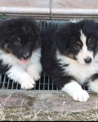 Australian shepherd