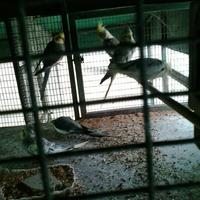 Pappagalli CALOPSITE