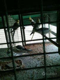 Pappagalli CALOPSITE