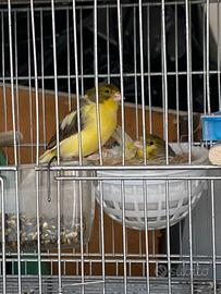 Canarini timbrado