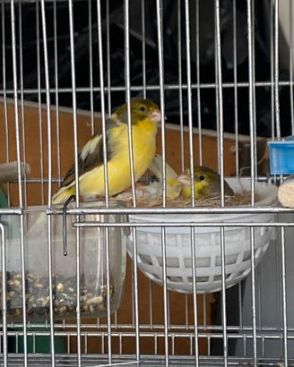 Canarini timbrado