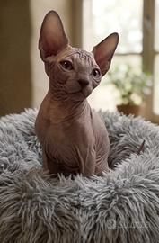 Sphynx Cucciolo